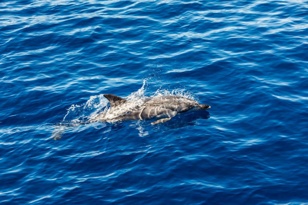 Dolphin Encounter