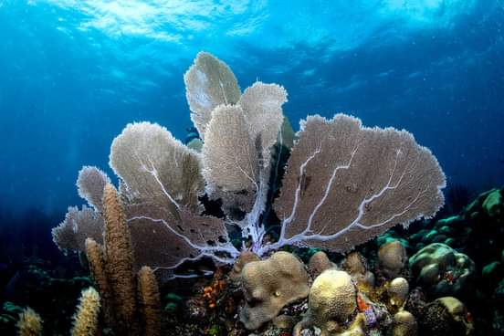 Scuba Doo Diving