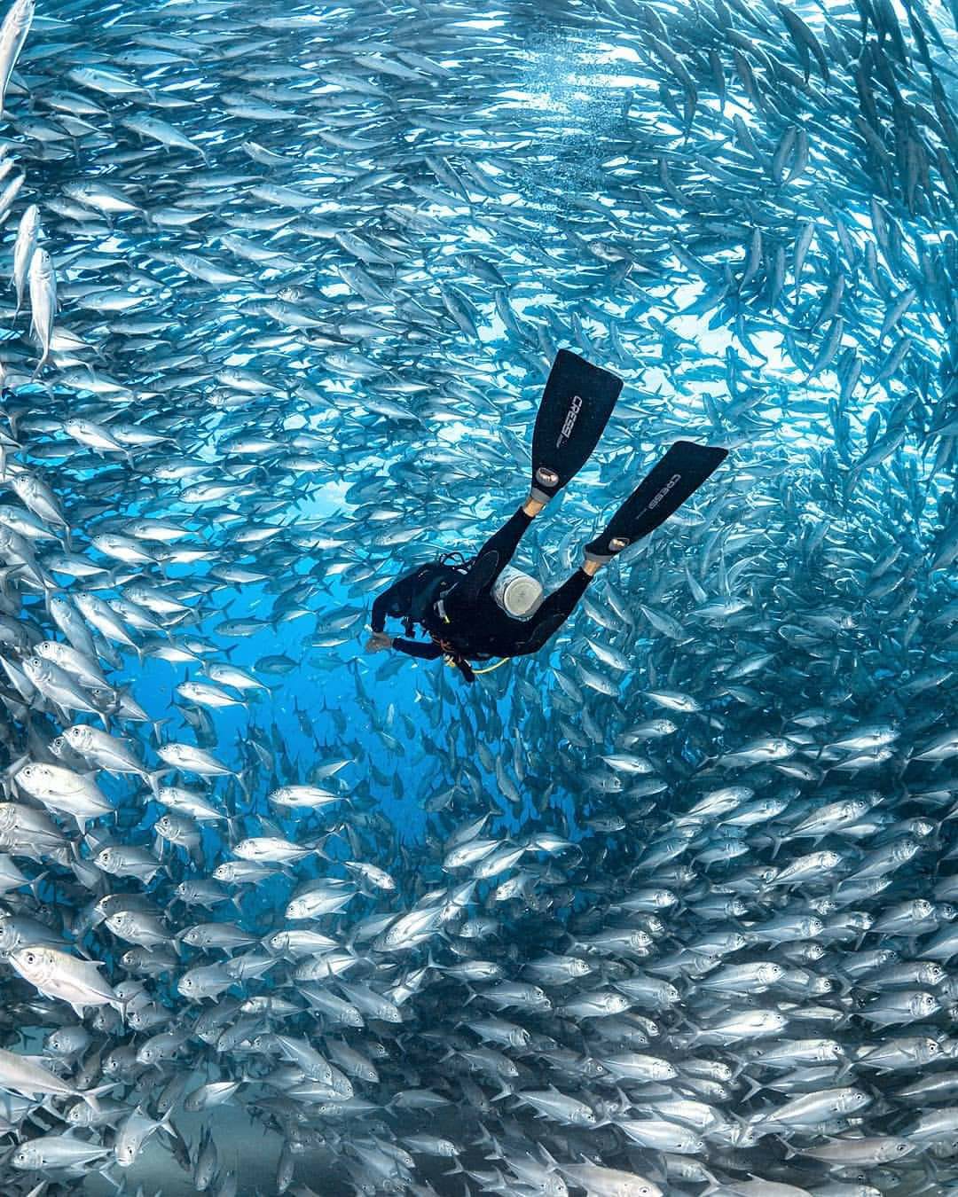 Swim with Dolphins